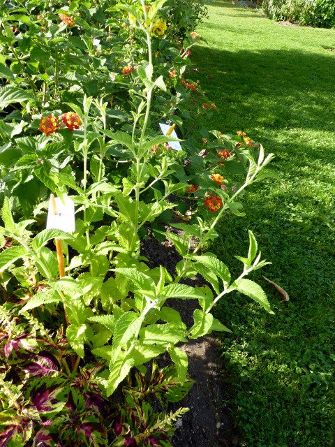 Nepeta sp. feuille